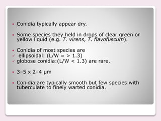  Conidia typically appear dry.
 Some species they held in drops of clear green or
yellow liquid (e.g. T. virens, T. flavofuscum).
 Conidia of most species are
 ellipsoidal: (L/W = > 1.3)
 globose conidia:(L/W < 1.3) are rare.
 3–5 x 2–4 µm
 Conidia are typically smooth but few species with
tuberculate to finely warted conidia.
 