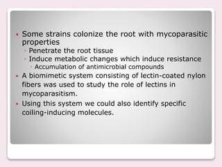  Some strains colonize the root with mycoparasitic
properties
◦ Penetrate the root tissue
◦ Induce metabolic changes which induce resistance
 Accumulation of antimicrobial compounds
 A biomimetic system consisting of lectin-coated nylon
fibers was used to study the role of lectins in
mycoparasitism.
 Using this system we could also identify specific
coiling-inducing molecules.
 