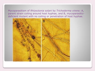 Mycoparasitism of Rhizoctonia solani by Trichoderma virens: A,
parent strain coiling around host hyphae, and B, mycoparasitic-
deficient mutant with no coiling or penetration of host hyphae.
 