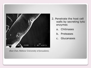 2. Penetrate the host cell
walls by secreting lytic
enzymes
a. Chitinases
b. Proteases
c. Glucanases
(Ilan Chet, Hebrew University of Jerusalem).
 