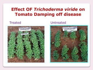 Effect OF Trichoderma viride on
Tomato Damping off disease
Treated Untreated
 