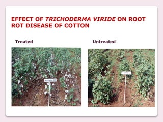 EFFECT OF TRICHODERMA VIRIDE ON ROOT
ROT DISEASE OF COTTON
Treated Untreated
 