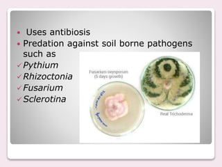 Trichoderma In Rba Trichoderma | PPTX