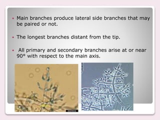  Main branches produce lateral side branches that may
be paired or not.
 The longest branches distant from the tip.
 All primary and secondary branches arise at or near
90° with respect to the main axis.
 