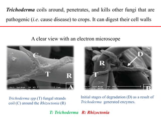 Trichoderma Key Trichoderma march 14th | PPTX