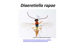 Diaeretiella rapae
https://www6.inrae.fr/encyclopedie-pucerons_eng/Aphids-
and-agriculture/Crop-plants/Poaceae/Parasitoid-key
 