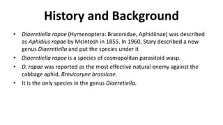 History and Background
• Diaeretiella rapae (Hymenoptera: Braconidae, Aphidiinae) was described
as Aphidius rapae by McIntosh in 1855. In 1960, Stary described a new
genus Diaeretiella and put the species under it
• Diaeretiella rapae is a species of cosmopolitan parasitoid wasp.
• D. rapae was reported as the most effective natural enemy against the
cabbage aphid, Brevicoryne brassicae.
• It is the only species in the genus Diaeretiella.
 