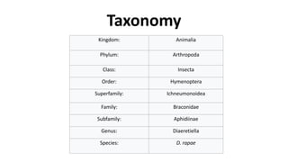 Taxonomy
Kingdom: Animalia
Phylum: Arthropoda
Class: Insecta
Order: Hymenoptera
Superfamily: Ichneumonoidea
Family: Braconidae
Subfamily: Aphidiinae
Genus: Diaeretiella
Species: D. rapae
 