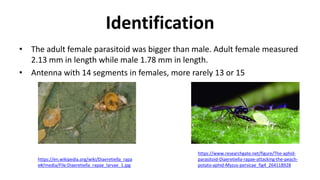Identification
• The adult female parasitoid was bigger than male. Adult female measured
2.13 mm in length while male 1.78 mm in length.
• Antenna with 14 segments in females, more rarely 13 or 15
https://www.researchgate.net/figure/The-aphid-
parasitoid-Diaeretiella-rapae-attacking-the-peach-
potato-aphid-Myzus-persicae_fig4_264118928
https://en.wikipedia.org/wiki/Diaeretiella_rapa
e#/media/File:Diaeretiella_rapae_larvae_1.jpg
 
