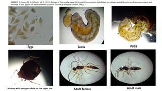 Eggs Larva Pupa
Mummy with emergence hole on the upper side Adult female Adult male
GAZMER, R., Gupta, M. K., & Singh, M. D. (2015). Biology of Diaeretiella rapae (Mc Intosh)(Hymenoptera: Aphidiidae) on cabbage aphid (Brevicoryne brassicaeLinnaeus) and
influence of host age on the developmental duration. Journal of Biological Control, 29(1), 3
 