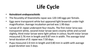 Life Cycle
• Koinobiont endoparasitoids
• The fecundity of Diaeretiella rapae was 120-140 eggs per female.
• Eggs were transparent white but appeared light brownish under high
magnification. Average incubation period was 1.90 days
• Larvae of D. rapae underwent four moults. The first instar larva was
transparent white, second instar larvae were creamy white and curved
slightly, third instar larvae were light yellow in colour, fourth instar larvae
measured 2.76 mm in length and 0.87 mm in width. The average total
larval duration of D. rapae was 7.50 days.
• Pupa measured 2.0 mm in length and 0.80 mm in width with average
pupal duration was 5 days.
 