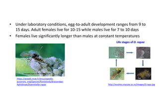 • Under laboratory conditions, egg-to-adult development ranges from 9 to
15 days. Adult females live for 10-15 while males live for 7 to 10 days
• Females live significantly longer than males at constant temperatures
http://evolves.massey.ac.nz/Images/D.rapa.jpg
https://www6.inrae.fr/encyclopedie-
pucerons_eng/Species/Parasitoids/Braconidae-
Aphidiinae/Diaeretiella-rapae
 