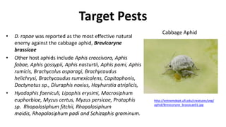 Target Pests
• D. rapae was reported as the most effective natural
enemy against the cabbage aphid, Brevicoryne
brassicae
• Other host aphids include Aphis craccivora, Aphis
fabae, Aphis gossypii, Aphis nasturtii, Aphis pomi, Aphis
rumicis, Brachycolus asparagi, Brachycaudus
helichrysi, Brachycaudus rumexicolens, Capitophonis,
Dactynotus sp., Diuraphis noxius, Hayhurstia atriplicis,
• Hyadaphis foeniculi, Lipaphis erysimi, Macrosiphum
euphorbiae, Myzus certus, Myzus persicae, Protaphis
sp. Rhopalosiphum fitchii, Rhopalosiphum
maidis, Rhopalosiphum padi and Schizaphis graminum.
http://entnemdept.ufl.edu/creatures/veg/
aphid/Brevicoryne_brassicae01.jpg
Cabbage Aphid
 