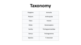 Taxonomy
Kingdom: Animalia
Phylum: Arthropoda
Class: Insecta
Order: Hymenoptera
Family: Trichogrammatidae
Genus: Trichogramma
Species: T. brassicae
 