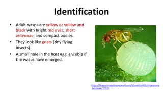 Identification
• Adult wasps are yellow or yellow and
black with bright red eyes, short
antennae, and compact bodies.
• They look like gnats (tiny flying
insects).
• A small hole in the host egg is visible if
the wasps have emerged.
https://fitogest.imagelinenetwork.com/it/insettiutili/trichogramma
-brassicae/10039
 