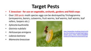 Target Pests
• T. brassicae - for use on vegetable, orchards, gardens and field crops
• Over 200 pests moth species eggs can be destroyed by Trichogramma
(armyworms, borers, cutworms, fruit worms, leaf worms, leaf worms, leaf
rollers, loopers etc.)
• Ephestia kuehniella
• Ostrinia nubilalis
• Helicoverpa armigera
• Lobesia botrana
• Mamestra brassicae
https://ajxywn0wn.cloudimg.io/cdn/n/n/ht
tps://res.cloudinary.com/agrimag/image/u
pload/f_auto,w_450,h_450/v1516618608/
products/trichogramma-brassicae/619.jpg
 