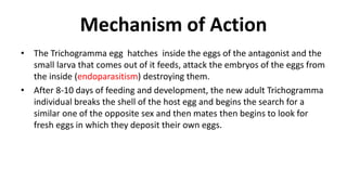 Mechanism of Action
• The Trichogramma egg hatches inside the eggs of the antagonist and the
small larva that comes out of it feeds, attack the embryos of the eggs from
the inside (endoparasitism) destroying them.
• After 8-10 days of feeding and development, the new adult Trichogramma
individual breaks the shell of the host egg and begins the search for a
similar one of the opposite sex and then mates then begins to look for
fresh eggs in which they deposit their own eggs.
 
