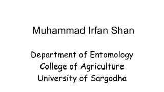 Muhammad Irfan Shan
Department of Entomology
College of Agriculture
University of Sargodha
 