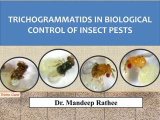 TRICHOGRAMMATIDS IN BIOLOGICAL
CONTROL OF INSECT PESTS
Dr. Mandeep Rathee
 