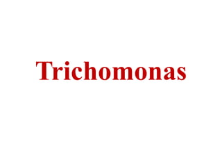 Trichomonas
 