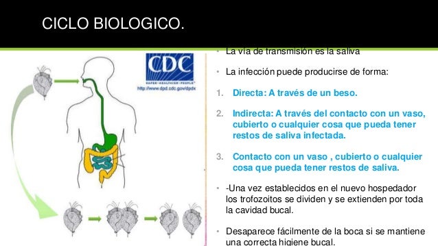 Ciclo De Vida De Trichomonas Tenax
