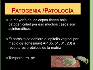 PATOGENIA /PATOLOGÍA
 Lamayoría de las cepas tienen baja
 patogenicidad por eso muchos casos son
 asintomáticos

 Elparasito se adhiere al epitelio vaginal por
 medio de adhesinas( AP 65, 51, 31, 23) a
 receptores proteicos de la matriz

 Temperatura,   pH,
 