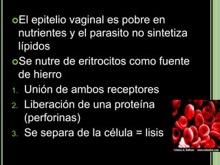 El   epitelio vaginal es pobre en
  nutrientes y el parasito no sintetiza
  lípidos
Se nutre de eritrocitos como fuente
  de hierro
1. Unión de ambos receptores
2. Liberación de una proteína
    (perforinas)
3. Se separa de la célula = lisis
 