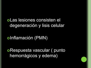 Laslesiones consisten el
 degeneración y lisis celular

Inflamación   (PMN)

Respuesta vascular ( punto
 hemorrágicos y edema)
 