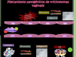 fibronectina

                                                Colágeno IV




            cp65

cp30




proteinas
                   fibronectina   Colágeno IV                 Hb
 