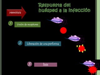 Hemólisis



1    Unión de receptores




       2     Liberación de una perforina




               3           lisis
 