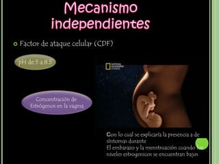    Factor de ataque celular (CDF)

    pH de 5 a 8.5




          Concentración de
        Estrógenos en la vagina




                                  Con lo cual se explicaría la presencia a de
                                  síntomas durante
                                  El embarazo y la menstruación cuando los
                                  niveles estrogenicos se encuentran bajos
 