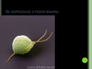 SE REPRODUCE X FISION BINARIA
 