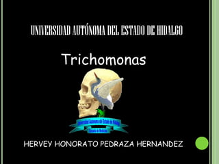 UNIVERSIDAD AUTÓNOMA DEL ESTADO DE HIDALGO

         Trichomonas




HERVEY HONORATO PEDRAZA HERNANDEZ
 