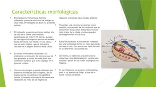 TRICHOMONA HOMINIS, 1213345y466764645345w | PPTX