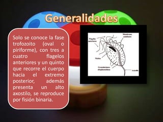 Trichomonas | PPTX