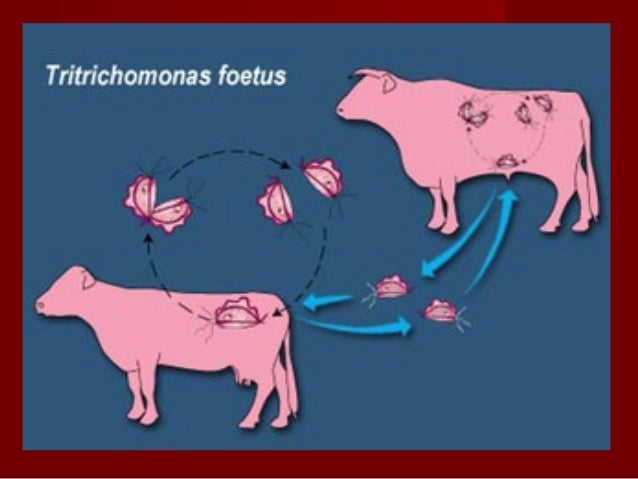 trichomoniasis in cattle