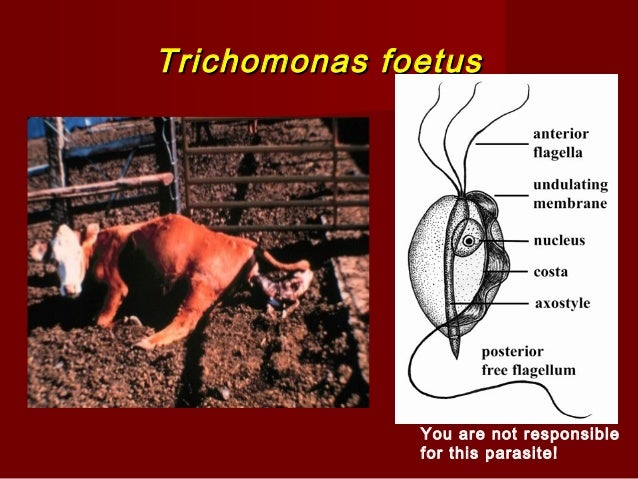 trichomoniasis in cattle