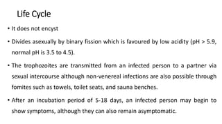 Life Cycle
• It does not encyst
• Divides asexually by binary fission which is favoured by low acidity (pH > 5.9,
normal pH is 3.5 to 4.5).
• The trophozoites are transmitted from an infected person to a partner via
sexual intercourse although non-venereal infections are also possible through
fomites such as towels, toilet seats, and sauna benches.
• After an incubation period of 5-18 days, an infected person may begin to
show symptoms, although they can also remain asymptomatic.
 