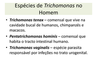 Espécies de Trichomonas no
Homem
• Trichomonas tenax – comensal que vive na
cavidade bucal de humanos, chimpanzés e
macacos.
• Pentatrichomonas hominis – comensal que
habita o tracto intestinal humano.
• Trichomonas vaginalis – espécie parasita
responsável por infeções no trato urogenital.
 