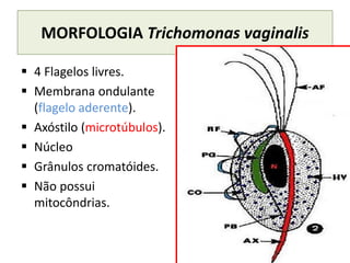 MORFOLOGIA Trichomonas vaginalis
▪ 4 Flagelos livres.
▪ Membrana ondulante
(flagelo aderente).
▪ Axóstilo (microtúbulos).
▪ Núcleo
▪ Grânulos cromatóides.
▪ Não possui
mitocôndrias.
 