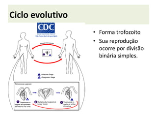 Ciclo evolutivo
• Forma trofozoito
• Sua reprodução
ocorre por divisão
binária simples.
 