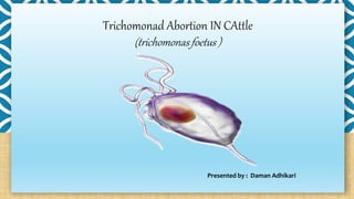 Trichomonad Abortion IN CAttle
(trichomonas foetus )
Presented by : Daman Adhikari
 