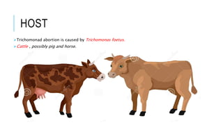 Cull Cows and Trichomoniasis
