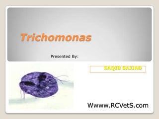 Trichomonas
Presented By:

SAQIB SAJJAD

Wwww.RCVetS.com

 