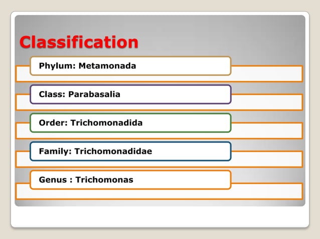 Trichomonas | PPT