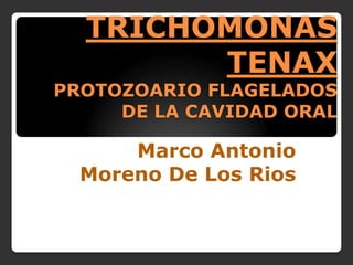 TRICHOMONAS
TENAX
PROTOZOARIO FLAGELADOS
DE LA CAVIDAD ORAL
Marco Antonio
Moreno De Los Rios
 
