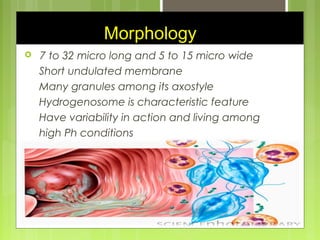 Trichomonas vaginalis | PPT