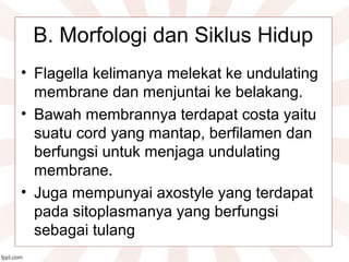 B. Morfologi dan Siklus Hidup
• Flagella kelimanya melekat ke undulating
membrane dan menjuntai ke belakang.
• Bawah membrannya terdapat costa yaitu
suatu cord yang mantap, berfilamen dan
berfungsi untuk menjaga undulating
membrane.
• Juga mempunyai axostyle yang terdapat
pada sitoplasmanya yang berfungsi
sebagai tulang
 
