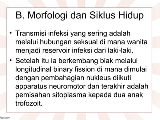 B. Morfologi dan Siklus Hidup
• Transmisi infeksi yang sering adalah
melalui hubungan seksual di mana wanita
menjadi reservoir infeksi dari laki-laki.
• Setelah itu ia berkembang biak melalui
longitudinal binary fission di mana dimulai
dengan pembahagian nukleus diikuti
apparatus neuromotor dan terakhir adalah
pemisahan sitoplasma kepada dua anak
trofozoit.
 