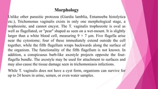 Morphology
Unlike other parasitic protozoa (Giardia lamblia, Entamoeba histolytica
etc.), Trichomonas vaginalis exists in only one morphological stage, a
trophozoite, and cannot encyst. The T. vaginalis trophozoite is oval as
well as flagellated, or "pear" shaped as seen on a wet-mount. It is slightly
larger than a white blood cell, measuring 9 × 7 μm. Five flagella arise
near the cytostome; four of these immediately extend outside the cell
together, while the fifth flagellum wraps backwards along the surface of
the organism. The functionality of the fifth flagellum is not known. In
addition, a conspicuous barb-like axostyle projects opposite the four-
flagella bundle. The axostyle may be used for attachment to surfaces and
may also cause the tissue damage seen in trichomoniasis infections.
While T. vaginalis does not have a cyst form, organisms can survive for
up to 24 hours in urine, semen, or even water samples.
 